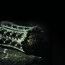 27iht-acaj-damiani27-popup_1354050115.jpg