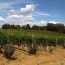 280px-brunello_di_montalcino_vines_1354664928.jpg