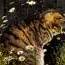Cat_1357773359.jpg