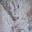 Colosseo_1421944844.jpg