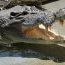 Crocodile_1253892957.jpg