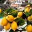 Lemon_1344977342.jpg