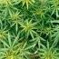 Marjuana_1344977140.jpeg
