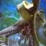 Octo_1268836182.jpg
