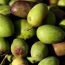 Olive_1414727310.jpg