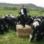 Opera_cows_lg_1243211282.jpg