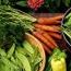 Organic_1235482365.jpg