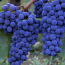 Sangiovese_1455677943.png