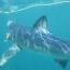 Shark_1345668975.jpg