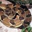 Snake_1240671616.jpg