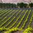 Vino_1250661903.jpg