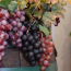 Vino_1461252171.png